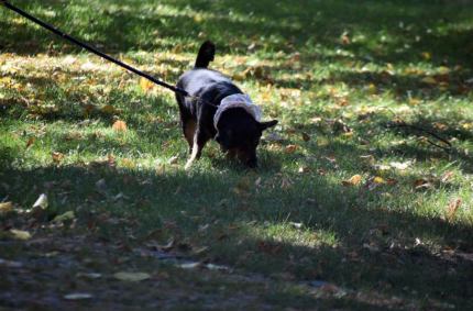 Informacja Powiatowego Lekarza Weterynarii do właścicieli psów
