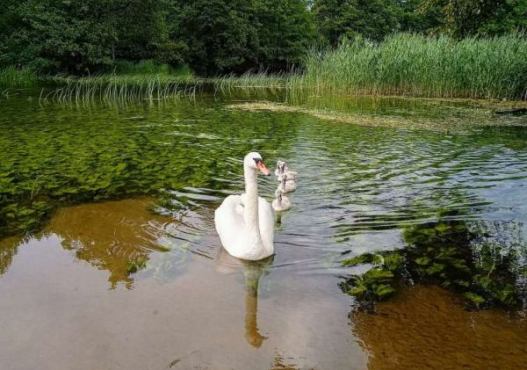 AS-TOUR – Profesjonalne Spływy Kajakowe Czarna Hańcza