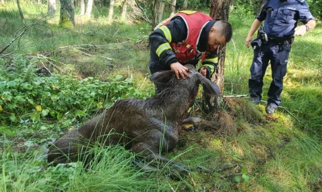 Strażacy wyciągnęli łosia z bagna