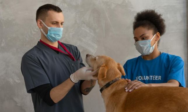 Profilaktyka zdrowotna zwierząt – szczepienia, odrobaczanie i inne działania