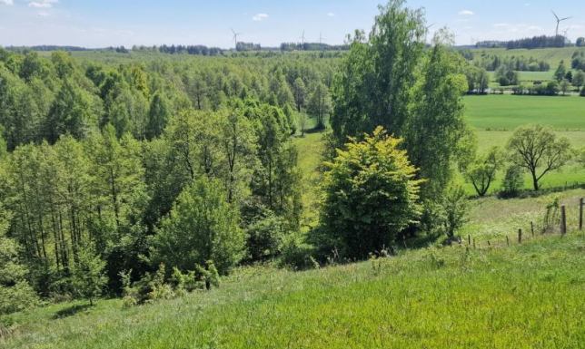 Wyjątkowa działka rolna z własnym lasem i oczkiem wodnym – Malesowizna