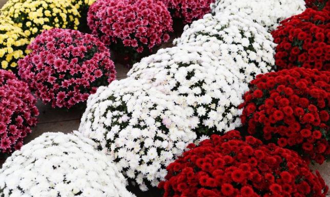 Pomoc od miasta dla wystawców przy cmentarzach