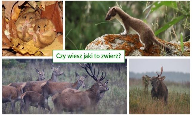 Czy wiesz jaki to zwierz? Konkurs WPN Wigierski Park Narodowy zaprasza do udziału w konkursie na rozpoznawanie zwierząt