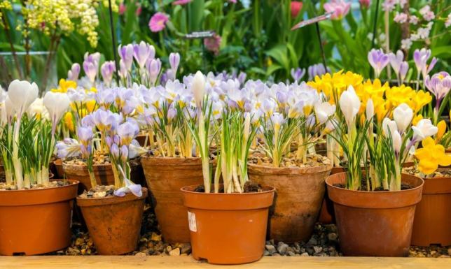 Magia krokusów w Twoim ogrodzie: Poradnik dla początkujących i ekspertów