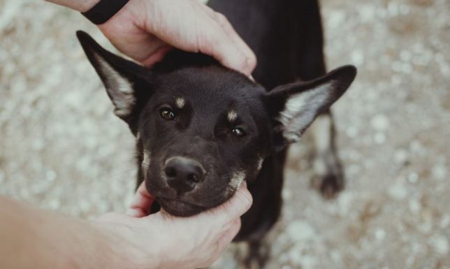 Suwalski Ośrodek Kultury i Fundacja Zwierzęta Niczyje zapraszają dzieci w wieku od 5 do 12 lat