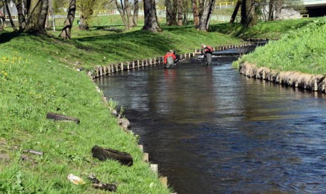 Ratownicy z pływalni OSiR wrócili do sprzątania koryta Czarnej Hańczy
