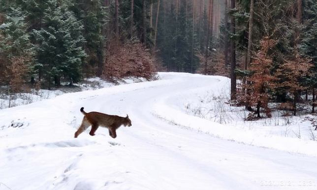 Leśnicy na tropie rysia Leśnicy z Nadleśnictwa Szczebra spotkali rysia, który nie zamierzał uciekać