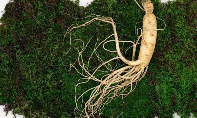 Cholesterol a żeń-szeń – co warto wiedzieć?