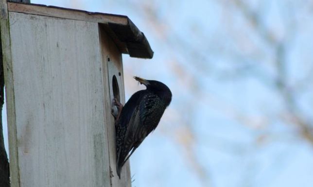 W czwartek Ratusz rozda budki lęgowe