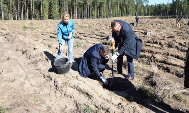 Posadzili już ponad 50 tysięcy drzew coroczna akcja sadzenia drzew firmy CAL