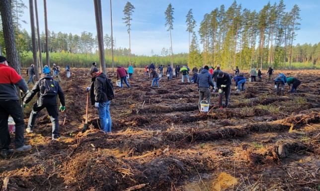 pracownicy marki CAL posadzili kolejne 10 tys. drzew