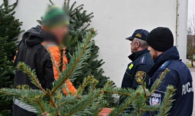 wykroczenia i przestępstwa związane z kradzieżami oraz niszczeniem choinek