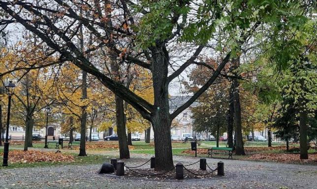 wymiana ziemi i napowietrzenie korzeni pod „Dębem Wolności”