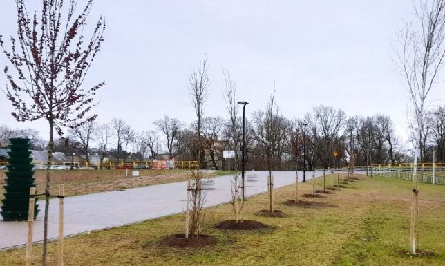 70 nowych drzew w Suwałkach Wiosenne nasadzenia drzew przez Zarząd Dróg i Zieleni