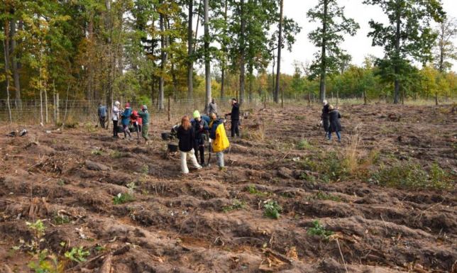 Pracownicy firmy CAL prawdziwe drzwi zasadzili kolejne 10 tysięcy drzew