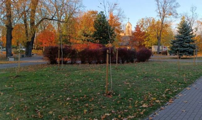 ZDiZ planuje wzbogacić zieloną infrastrukturę miasta