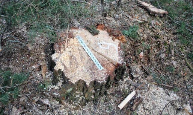 Wyciął 18 sosen - grozi mu do 5 lat więzienia Mężczyzna wyciął 18 sosen o wartości ponad 6 tysięcy złotych