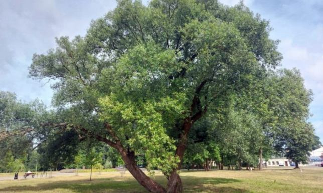 Kompleksowe badanie stanu zdrowotnego i technicznego drzew