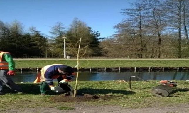 Sadzą drzewa na suwalskich bulwarach Sadzą drzewa na suwalskich bulwarach