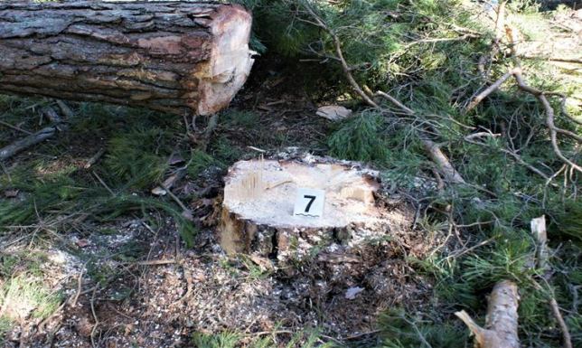 Kradli drzewo z lasu