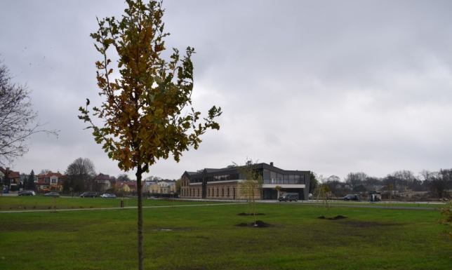 ZDiZ Suwałki sadzenie drzew