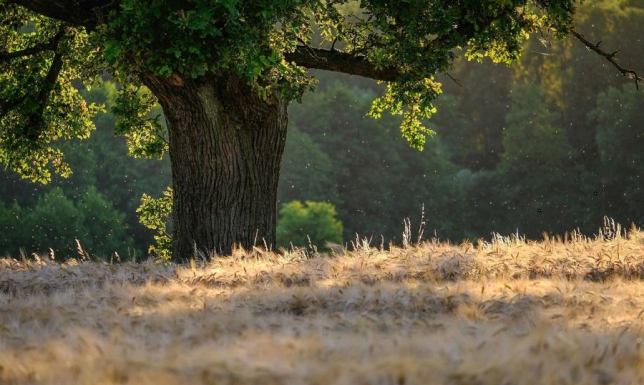 Zapisz się na "Piknik nad Rospudą" Event turystyczny „Piknik nad Rospudą”, odbędzie się w niedzielę 29 sierpnia