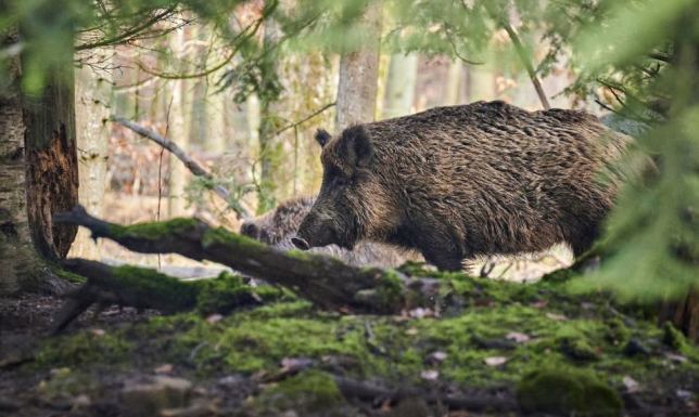 Kolejny martwy dzik znaleziony w gminie Rutka-Tartak Stwierdzono kolejne ogniska Afrykańskiego Pomoru Świń w regionie