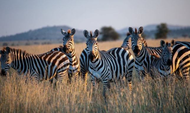 Wycieczka do Tanzanii - formalności przed wyjazdem