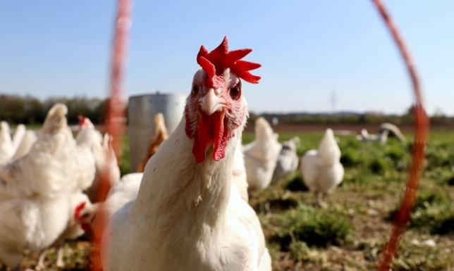 Jakie preparaty są bezpieczne dla drobiu Jakie preparaty są bezpieczne dla drobiu