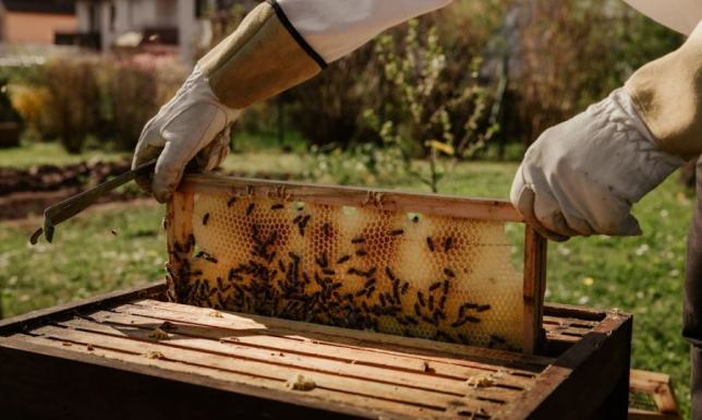 Miód spadziowy: Złoto lasów w Twojej kuchni