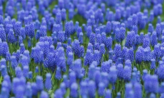 Szafirki niezawodną ozdobą wiosennego ogrodu