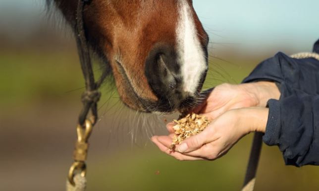 Pasza dla konia, alpak - jak wybrać odpowiednią paszę dla zwierząt?