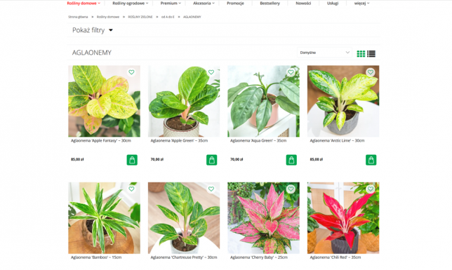 Aglaonemy i ich odmiany - przewodnik po kolorowych liściach Sklep z roślinami CocaFlora - aglaonemy