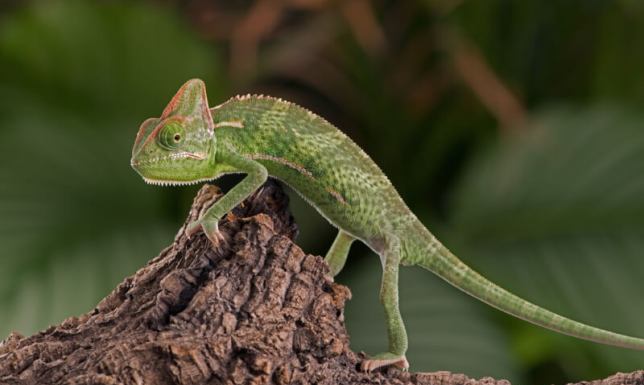 Jak hodować kameleona
