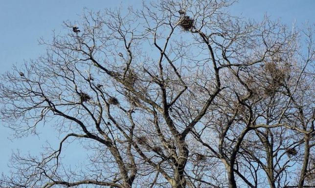 nie ma możliwości prawnych, aby wypłoszyć gawrony z zagajnika przy Szpitalnej