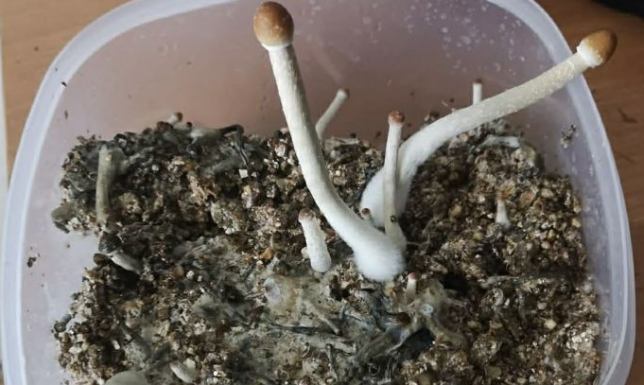 Policjanci ujawnili narkotyki w mieszkaniu 33-letniego mężczyzny