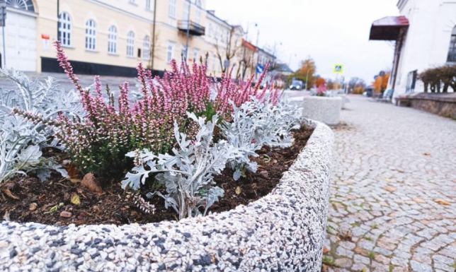 Wzdłuż suwalskich ulic pojawi się ponad 70 nowych drzew