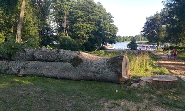 Wycięli jesiony w Starym Folwarku wycinka jesionów na terenie Wigierskiego Parku Narodowego