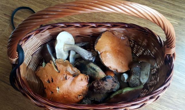 Policja apeluje do grzybiarzy, aby... nie gubili się w lesie