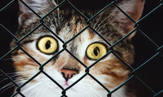 Przetarg na prowadzenie schroniska dla bezdomnych zwierząt