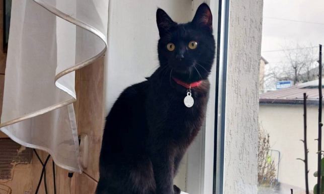 Akcja kastracja w celu ograniczenia bezdomności zwierząt