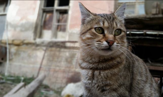 zmniejszenie populacji bezdomnych psów i kotów poprzez wsparcie sterylizacji