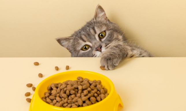 Karma dla kota sucha - dla której rasy jest najlepsza?