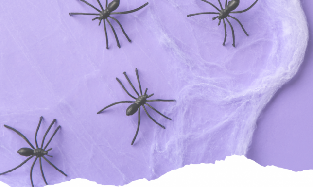 fascynujące spotkanie z pajęczym światem w Suwałkach