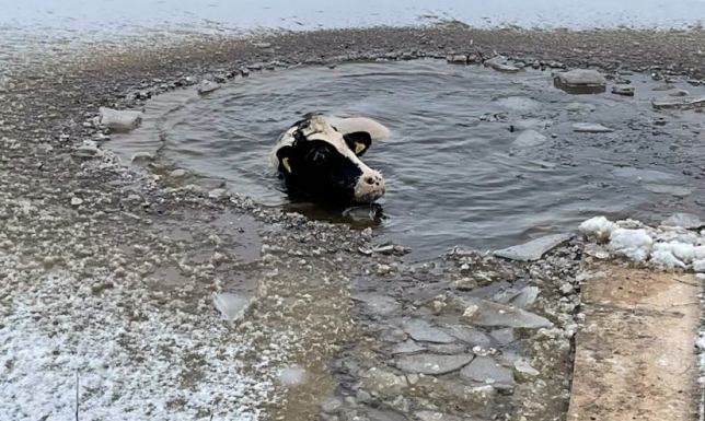 Uratowali krowę pod którą załamał się lód Pod krową w Filipowie Trzecim na stawie załamał się lód