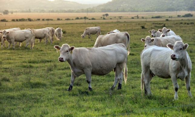 Mikrobiogazownie powstaną w gminach Bakałarzewo i Wiżajny Kontenerowe mikrobiogazownie w miejscowości Sokołowo oraz Leszkiemie