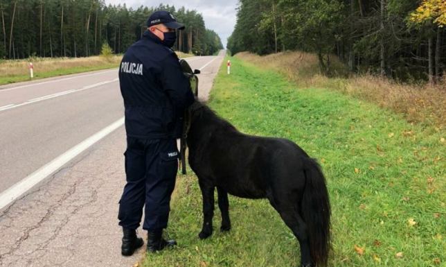 Na ruchliwej trasie biegał kucyk Koń biegał między samochodami
