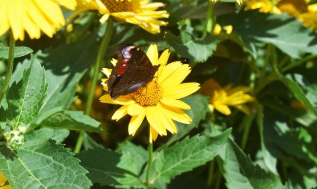 Wielopiętrowe nasadzenia zieleni, łąki kwietne, czy schronienia dla zwierząt