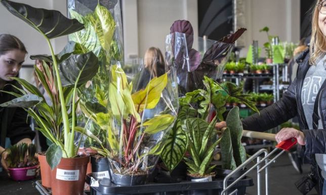 Kwiatowa Gala w weekend w Suwałkach roślinne wydarzenie dla miłośników roślin i nie tylko