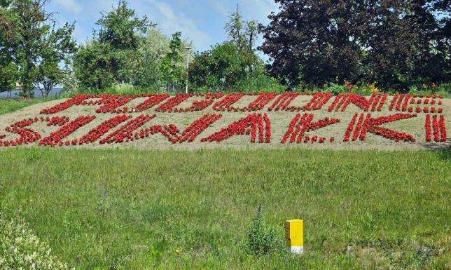 Szerokie nasadzenia roślin cebulowych oraz nowe kwietne kompozycje
